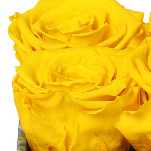 Florescer de Rosa Encantada Amarela