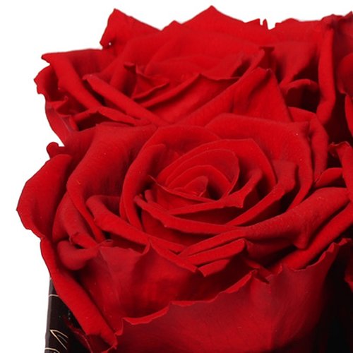 Florescer de Rosa Encantada Vermelha