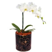 Orquídea Phalaenopsis Plantada no Box Azulejo