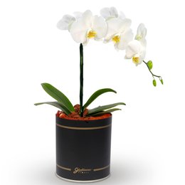 Imagem de Orquídea Phalaenopsis Plantada no Box Flores
