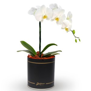 Imagem de Orquídea Phalaenopsis Plantada no Box Flores