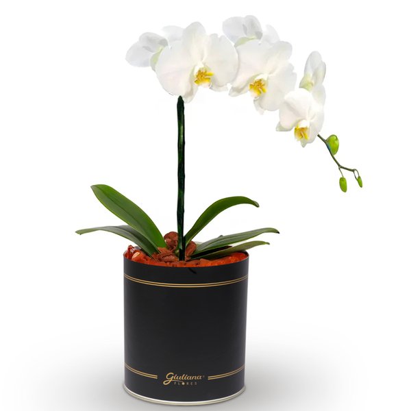 Orquídea Phalaenopsis Plantada no Box Flores