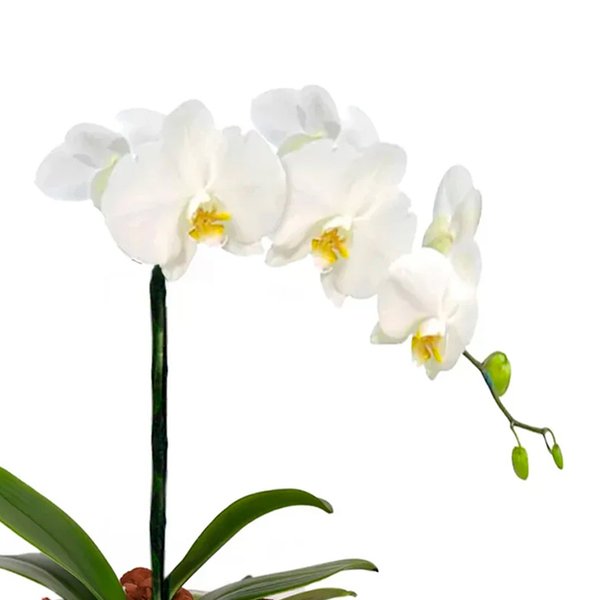 Orquídea Phalaenopsis Plantada no Box Flores
