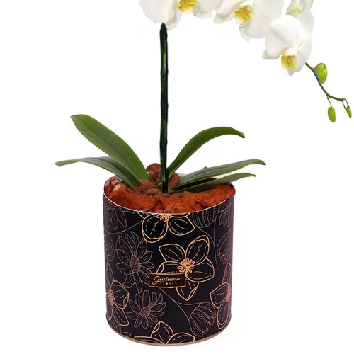 Orquídea Phalaenopsis Plantada no Box Azulejo