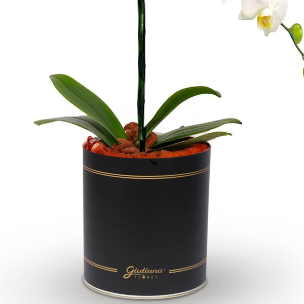 Orquídea Phalaenopsis Plantada no Box Flores