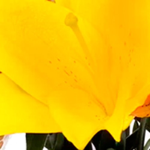 Combo 5 Arranjos Poema Lirio Amarelo Corp
