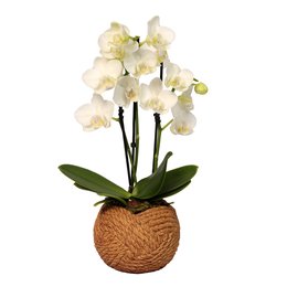 Orquídeas: Saiba Tudo e Compre Agora | Giuliana Flores