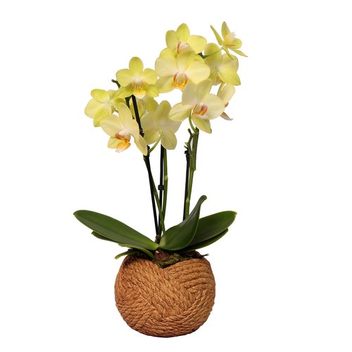 Graciosa Orquídea Mini Rara Amarela | Giuliana Flores
