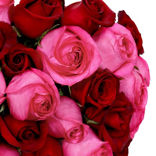 Buquê de 24 Rosas Vermelhas e Pink