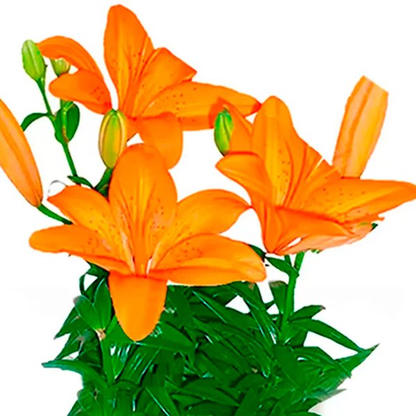 Lirio Laranja Plantado no Vaso Flores