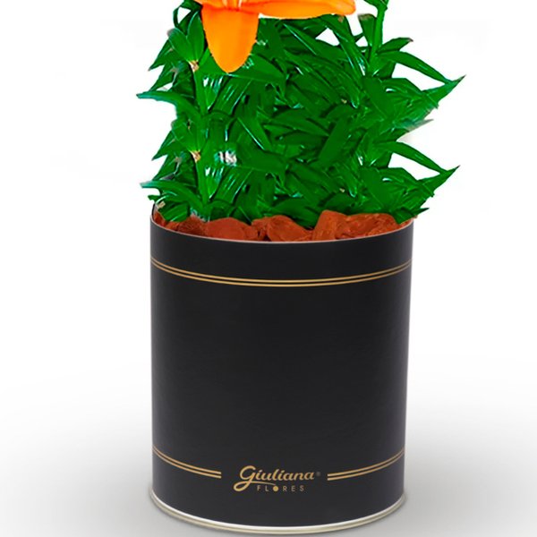 Lirio Laranja Plantado no Vaso Flores