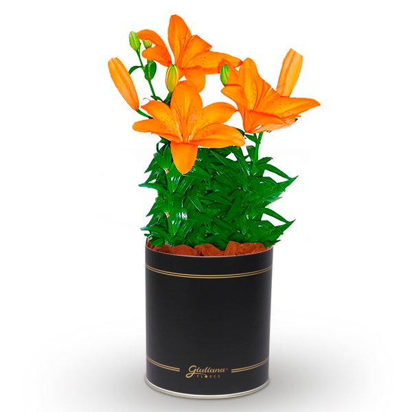 Lirio Laranja Plantado no Vaso Flores