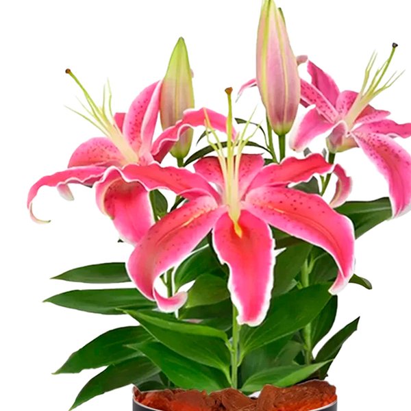 Lirio Cor de Rosa Plantado no vaso Box Flores