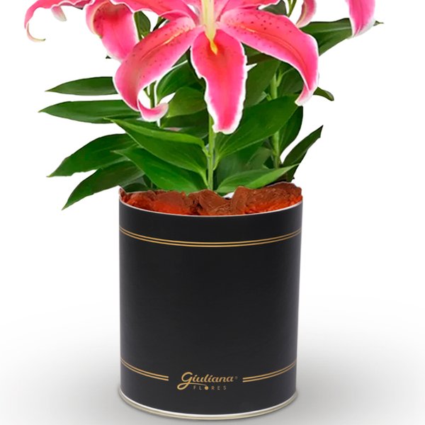 Lirio Cor de Rosa Plantado no vaso Box Flores