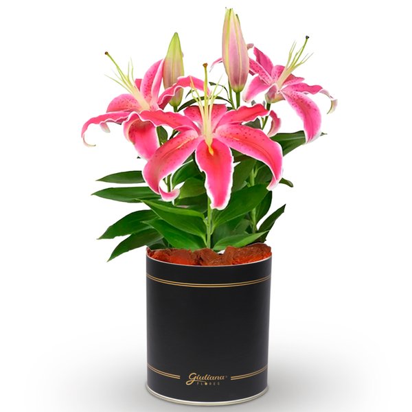 Lirio Cor de Rosa Plantado no vaso Box Flores