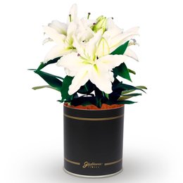 Imagem de Lirio Branco Plantado no Vaso Box Flores
