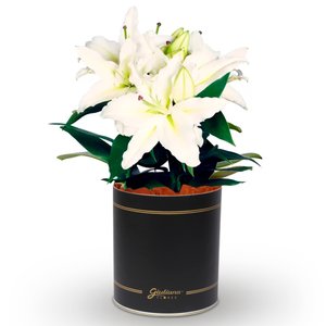 Imagem de Lirio Branco Plantado no Vaso Box Flores