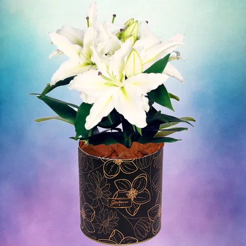Lirio Branco Plantado no Vaso Box  Flores