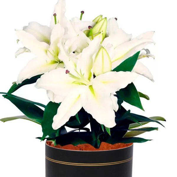 Lirio Branco Plantado no Vaso Box Flores