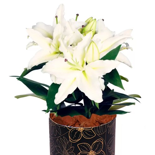 Lirio Branco Plantado no Vaso Box  Flores