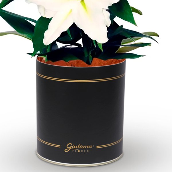 Lirio Branco Plantado no Vaso Box Flores