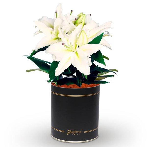 Lirio Branco Plantado no Vaso Box Flores