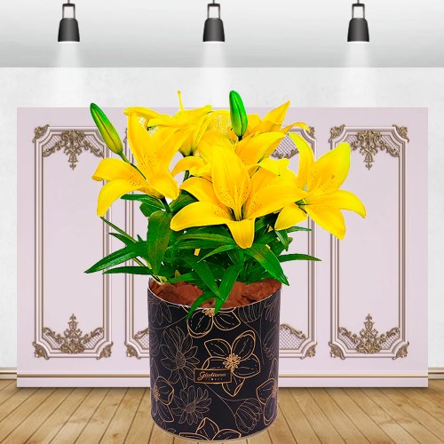 Lirio Amarelo Plantado no Vaso Box Flores