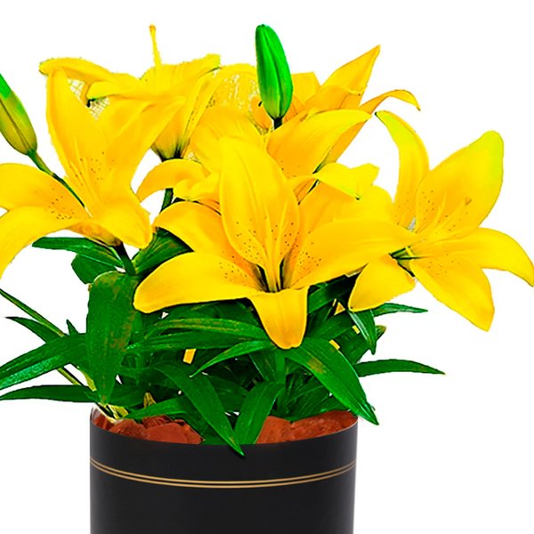 Lirio Amarelo Plantado no Vaso Box Flores