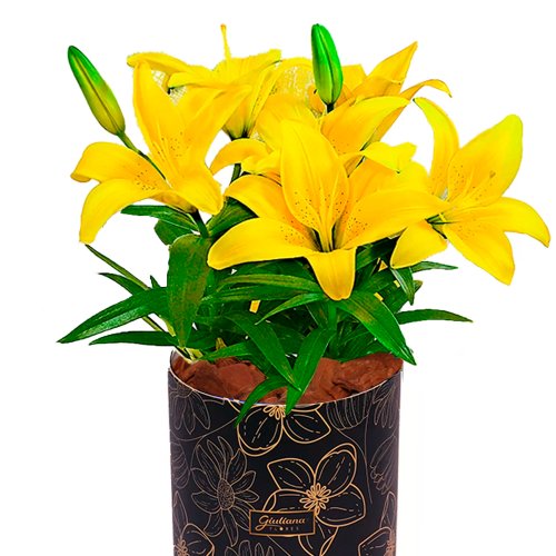 Lirio Amarelo Plantado no Vaso Box Flores