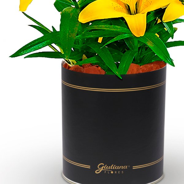 Lirio Amarelo Plantado no Vaso Box Flores