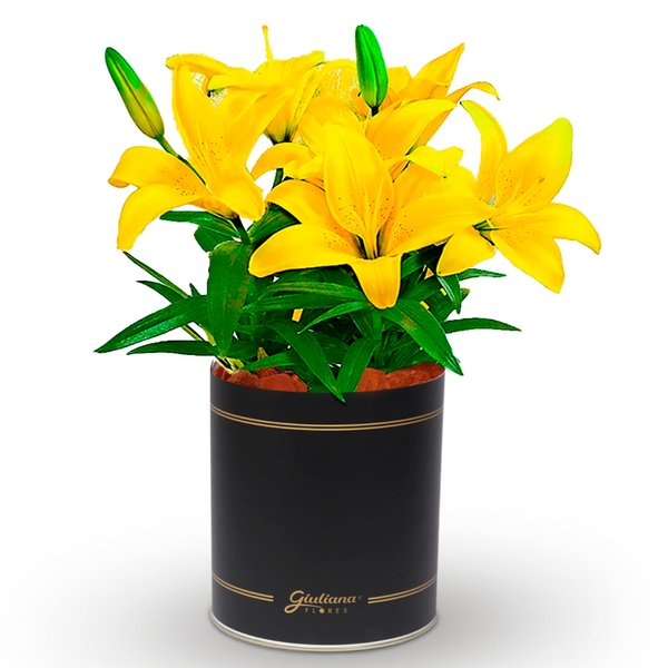 Lirio Amarelo Plantado no Vaso Box Flores