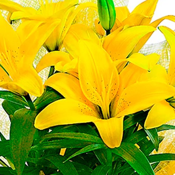 Lírio Amarelo Plantado Presente