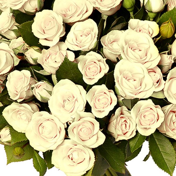 Buquê Royal de Mini Spray Branca