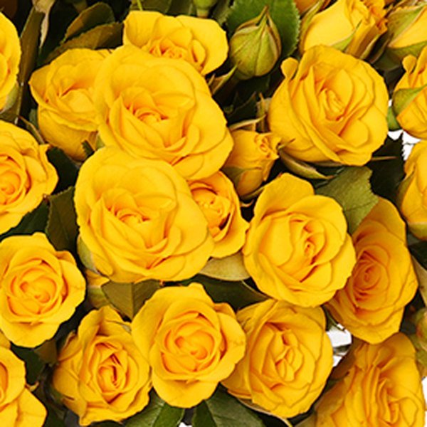 Buquê Royal de Mini Spray Amarela