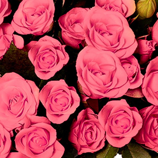 Buquê Royal de Mini Spray Cor de Rosa