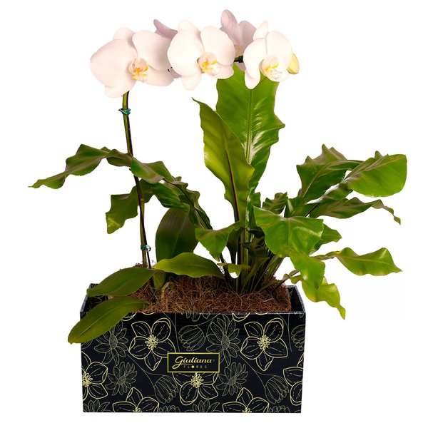 Arranjo de Orquídea Branca e Asplênio