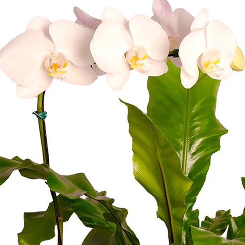 Arranjo de Orquídea Branca e Asplênio