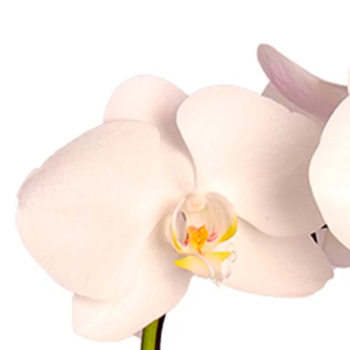 Arranjo de Orquídea Branca e Asplênio