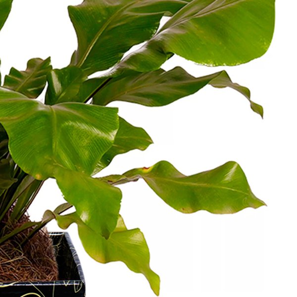 Arranjo de Orquídea Branca e Asplênio