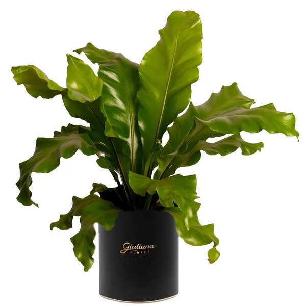 Asplênio Plantado Presente