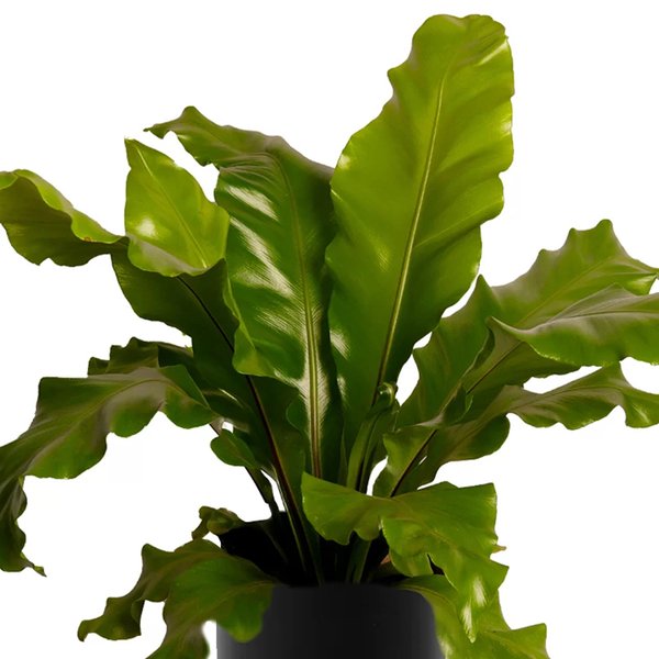 Asplênio Plantado Presente