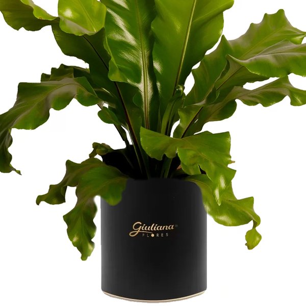 Asplênio Plantado Presente
