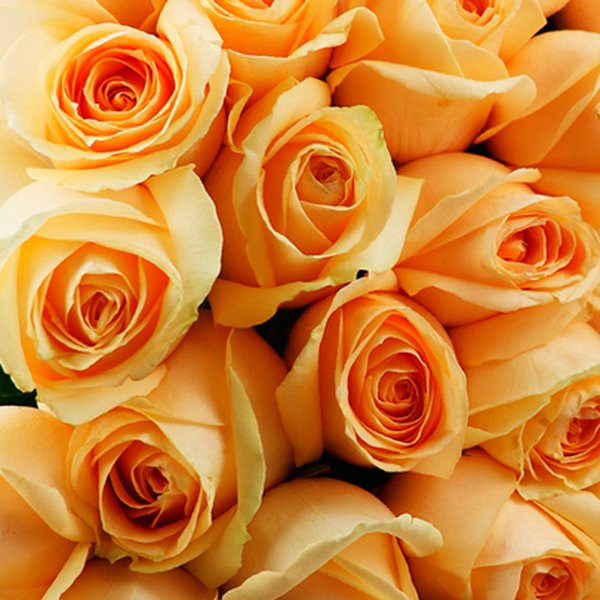 Buquê de 50 Rosas Champanhe
