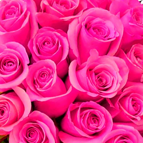 Buquê de 50 Rosas Pink