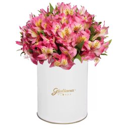 Imagem de Delicadas Astromélias Cor de Rosa no Box