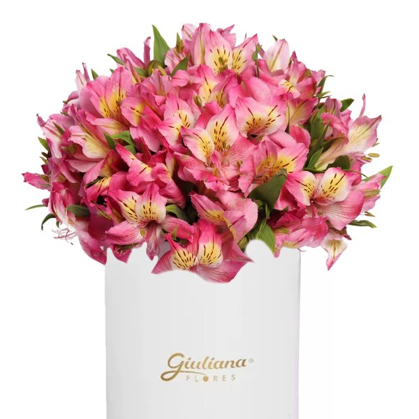 Delicadas Astromélias Cor de Rosa no Box