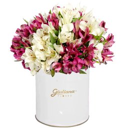 Imagem de Delicadas Astromélias Dueto no Box