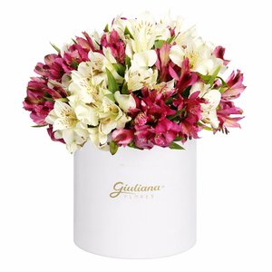 Imagem de Delicadas Astromélias Dueto no Box