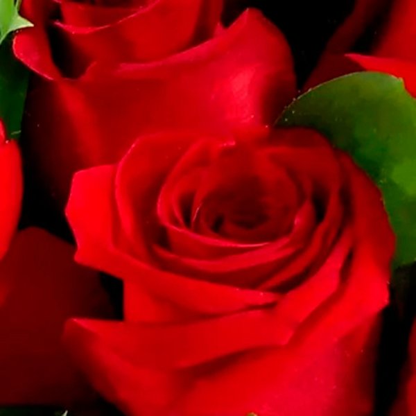 Passione de Rosas Vermelhas