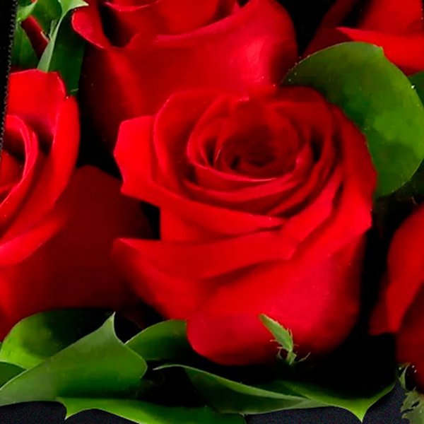 Passione de Rosas Vermelhas
